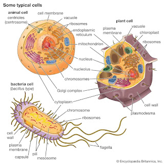 animal cell diagram