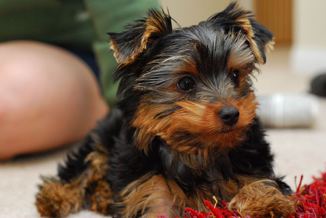 Yorkie puppy being house-trained