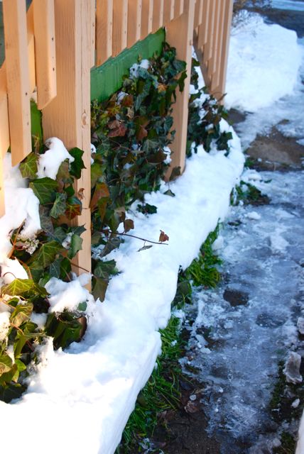 A bit of green ivy and grape hyacinths peeking from underneath the snow.