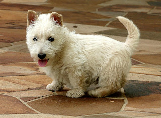 Scottish Terrier Puppy Picture