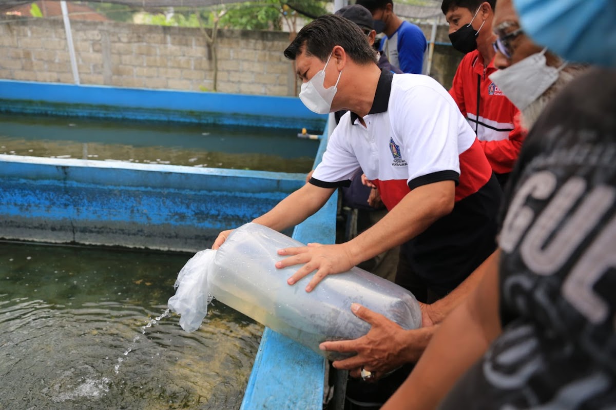   Dorong Peningkatan Ekonomi Masyarakat, Bupati Suwirta Serahkan 60.000 Ekor Bibit Ikan Lele