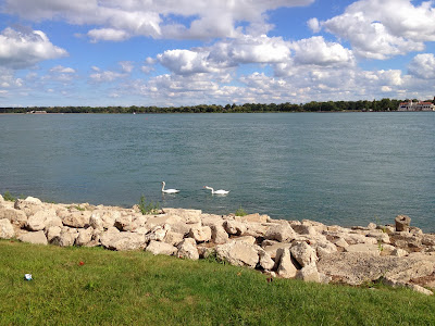 Detroit River and two swans