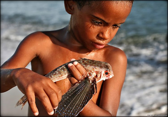 ikan terbang