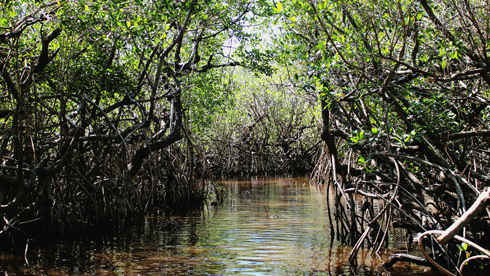 Airboats Florida Everglades Airboating