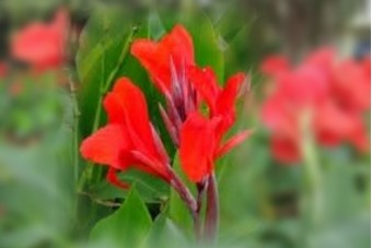 紅花蓮蕉1