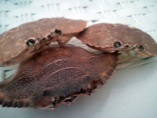 crab shells from the beach