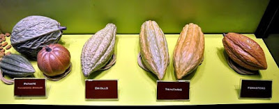 tipos de cacao