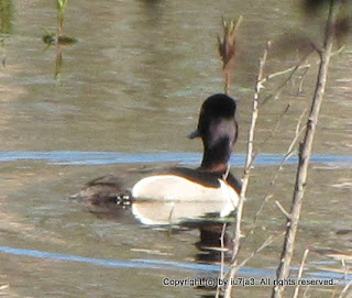 Ring-necked Duck