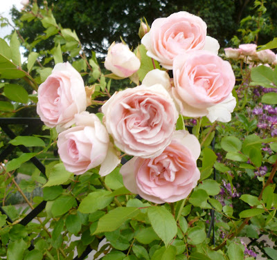 Photo of a cluster of large pale pink roses in Vauxhall Park