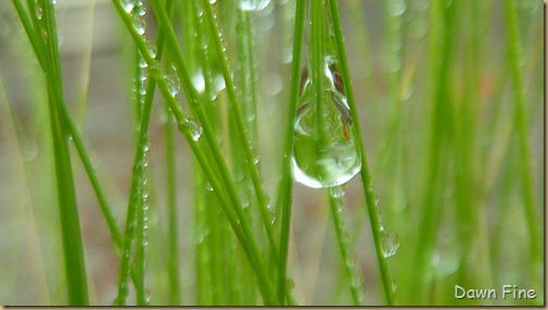 Water droplets and flowers_069