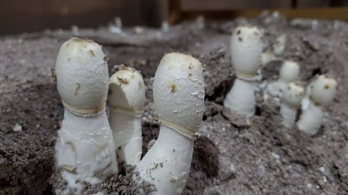 Shaggy manes mushrooms | Biobritte mushrooms | Biobritte mushroom company