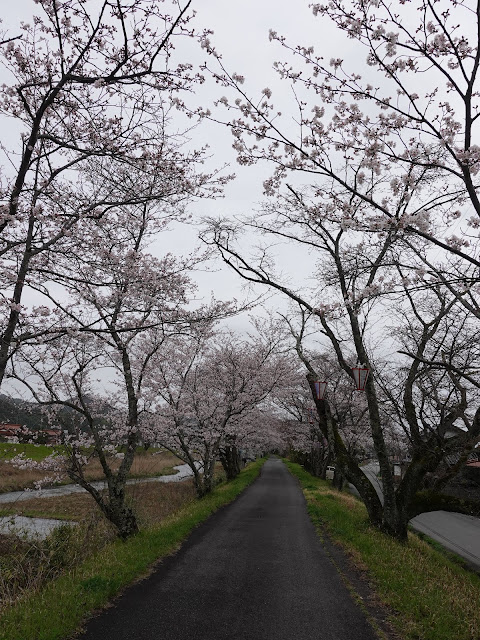 鳥取県西伯郡南部町法勝寺　八分咲きの桜