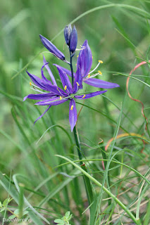 Common Camas