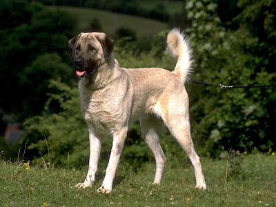 Anatolian Shepherd