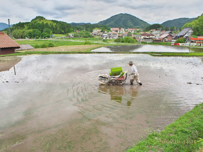 田植え開始