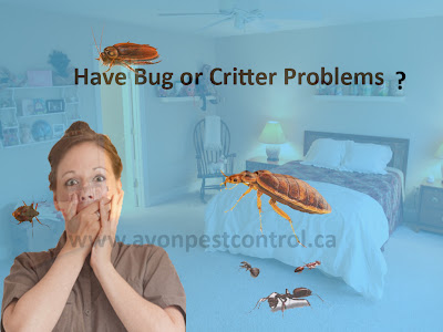  Bed Bug Exterminator