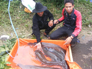 foto lele jumbo terbesar di dunia}