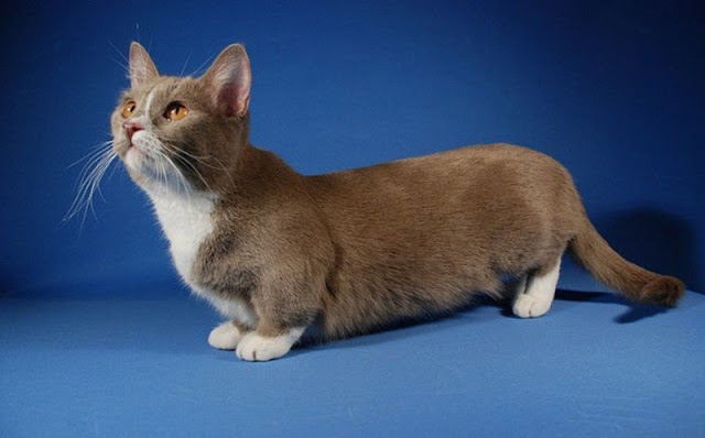 Munchkin or Midget Cat