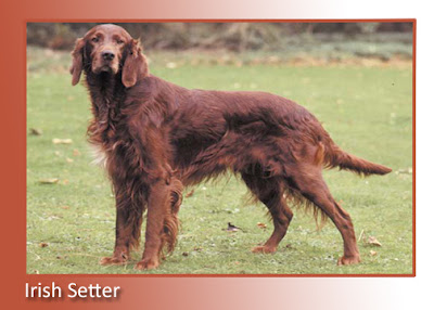 Irish Setter 