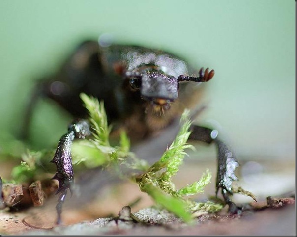 Lindas imagens de animais por Andris Eglitis (28)