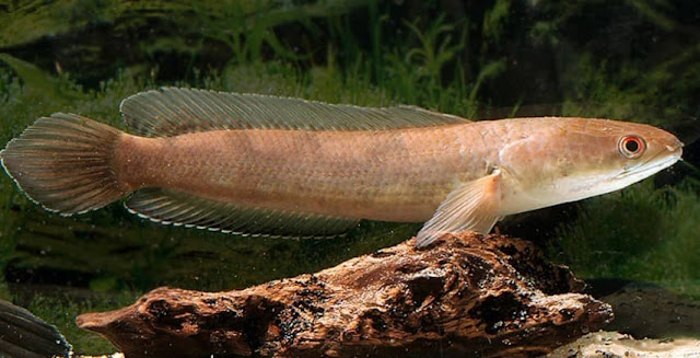 ikan black snakehead