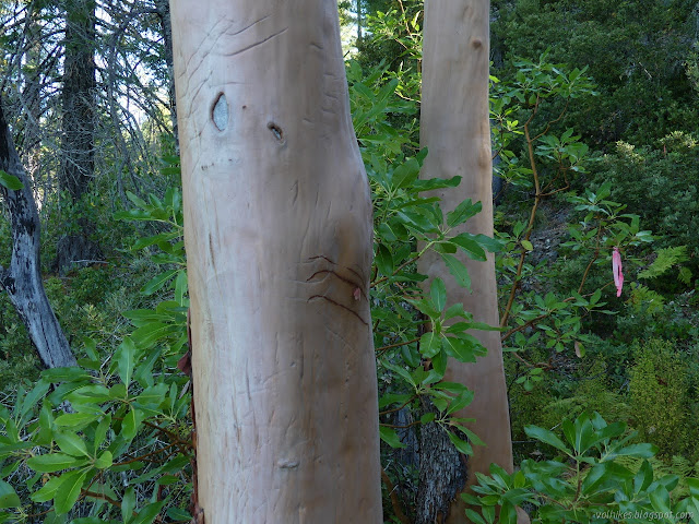 madrone with bear scratches