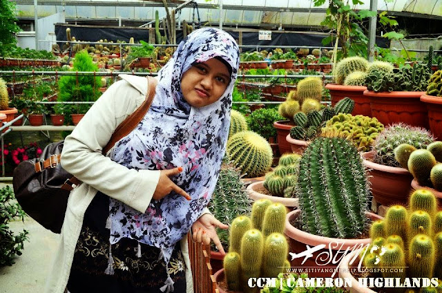 Cuti-Cuti Malaysia, Tempat Menarik Di Cameron Highlands, Butterfly Farm Di Cameron Highlands, Taman Rama-Rama Di Cameron Highlands, Tempat Makan Di Cameron Highlands, Makan Di Brinchang, Makan Sedap Di Cameron Highlands, Mardi Agro Park, MARDI, Brinchang, Ringlet, Tanah Rata, Tempat Makan Di Cameron Highlands, Kea Farm, Souvenirs Murah Di Cameron Highlands, Cactus Point Cameron Highlands,