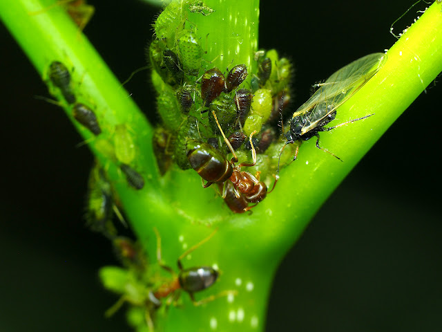 Wildlife Makroaufnahme von Ameisen und Blattläusen