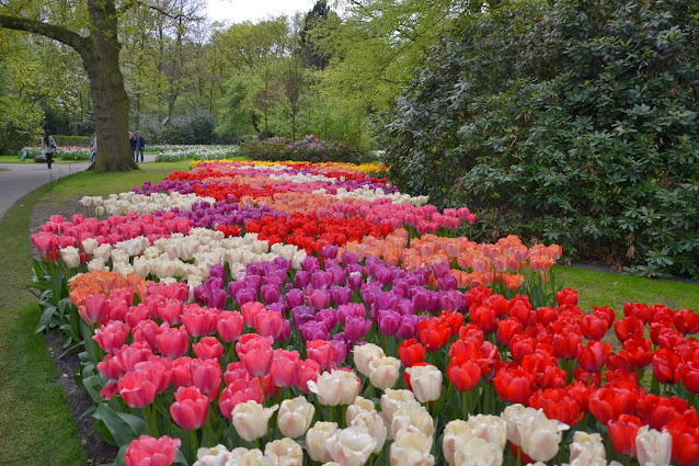 Holandia – tulipanowy raj czyli ogród Keukenhof