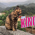 MichiLand . La aldea de Gatos en Houtong , Taiwan . 