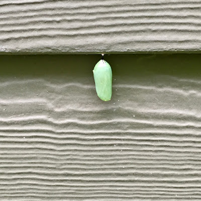 looks like a monarch butterfly chrysalis