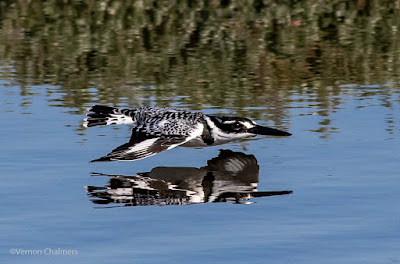 Vernon Chalmers Photography Cape Town Image Used Without Permission