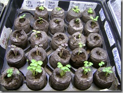 growy things 009