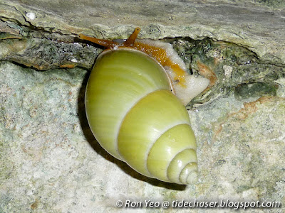 Green Tree Snail (Amphidromus atricallosus)