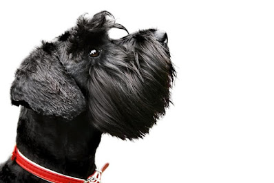 Schnauzer hair care