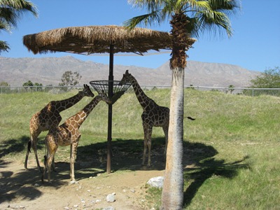 The Living Desert