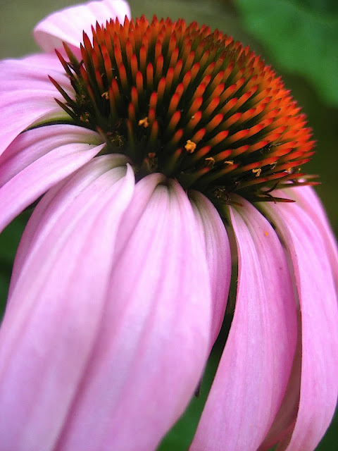 de 30 mooiste foto's van mijn tuin van juli 2010