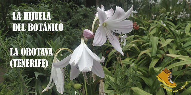 Jardín de La Hijuela del Botánico en la Villa de La Orotava