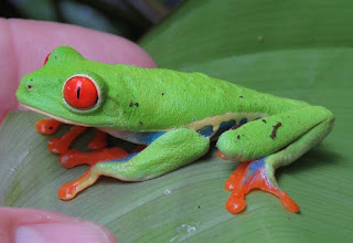 Agalychnis callidryas, Red-eyed Treefrog