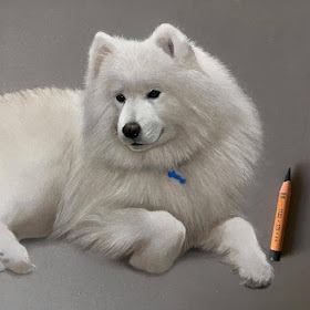 12-Ziima-the-beautiful-Samoyed-WIP-Danielle-Fisher-Dog-Portraits-with-Pastel-Drawings-www-designstack-co