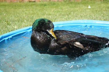 Puddle in the pool
