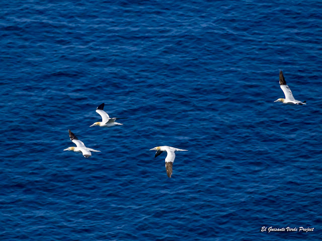 Alcatraces en vuelo, Isla de Runde, Noruega por El Guisante Verde Project