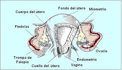 órganos internos femeninos