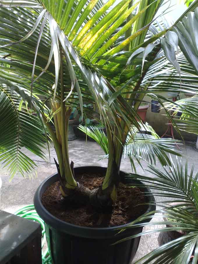  Bonsai  Kelapa Mini Kelapa Abnormal Unik  Cabang Kembar