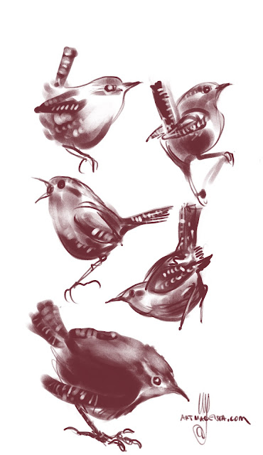 Winter wrens bird drawings by Artmagenta