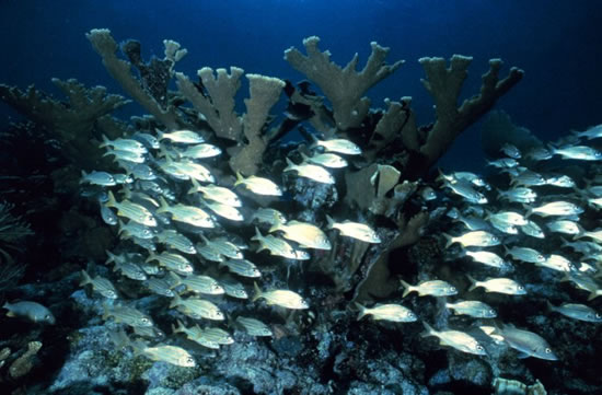Habitat Ikan  BIOLOGIPEDIA