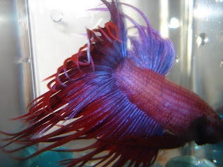 crowntail betta splenden