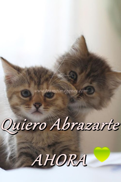 imagen de gatito diciendo quiero abrazarte ahora