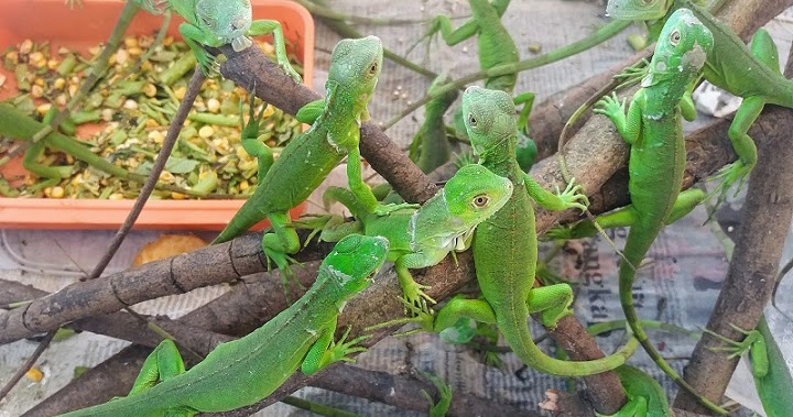 Seberapa Cepat Bayi Reptil  Tumbuh Belajar  Sampai Mati