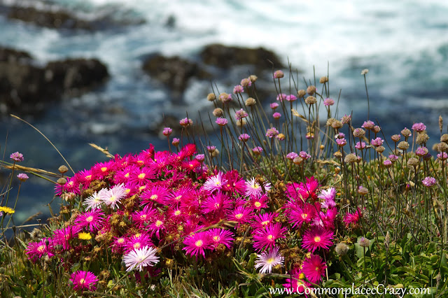 Flowers hanging on to the cliff